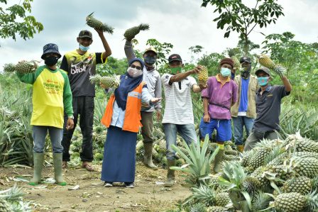 CSR PTBA Bersama Petani Sedang Panen Nanas